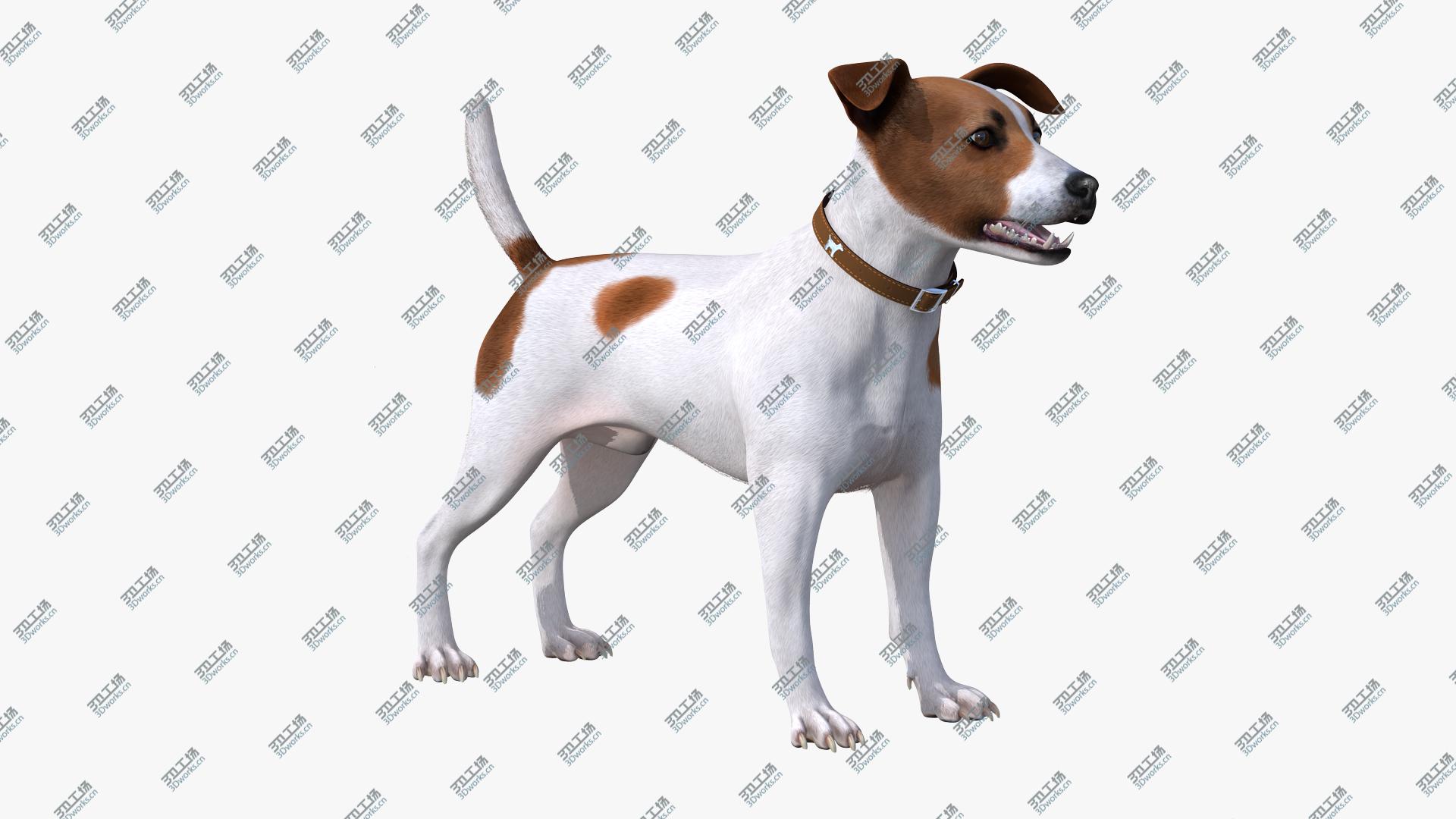 images/goods_img/202104093/Spotted Jack Russell Terrier Rigged 3D model/3.jpg